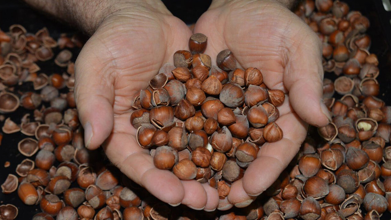 Hasadı başlayan fındık için ‘erken hasat’ uyarısı: Aromasını alamaz