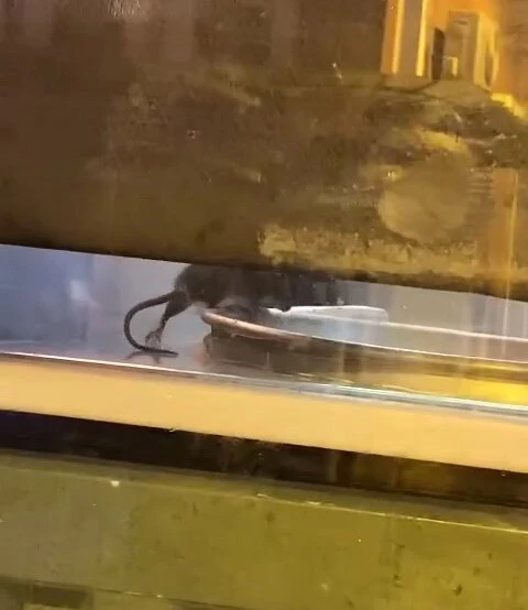 Ünlü börekçide mide bulandıran görüntü! Fare tepsinin içinde cirit attı