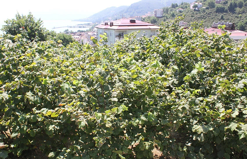 Fındık üreticileri dikkat! Zararı 240 milyon TL