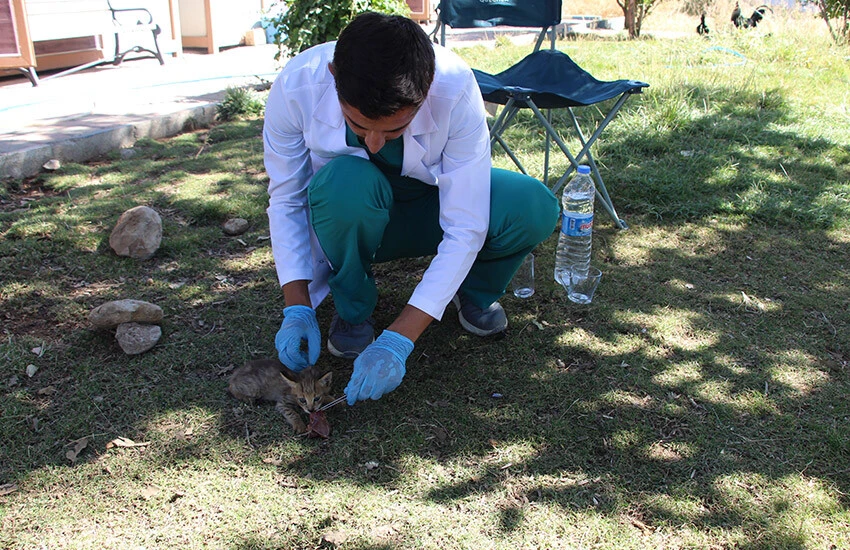 Soyu tehlike altında! Şırnak'ta görüldü, koruma altına alındı