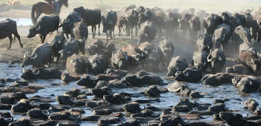 Burası Avrupa, Asya ve Afrika'nın göç rotası... Kesin korunacaklar listesine alındı