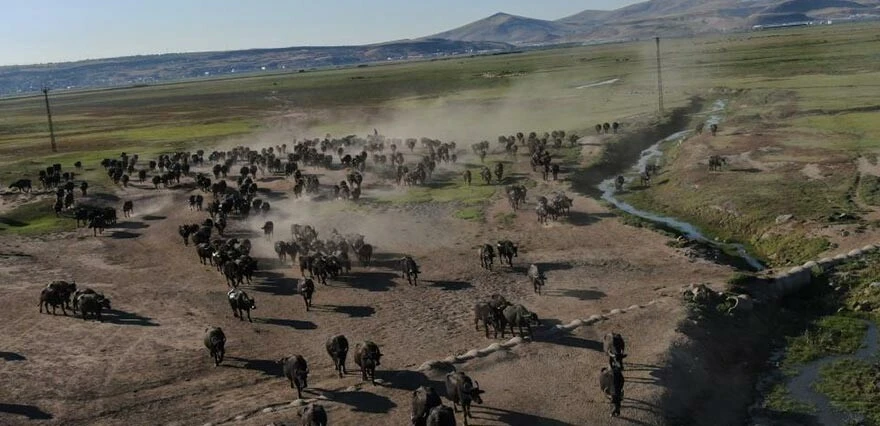 Burası Avrupa, Asya ve Afrika'nın göç rotası... Kesin korunacaklar listesine alındı