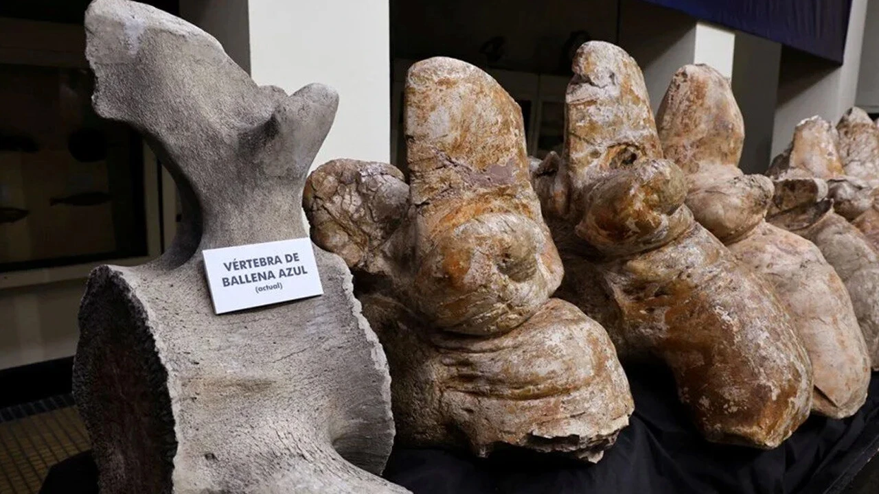 340 tonluk hayvana ait! Tam 39 milyon yaşında, şimdiye kadar yaşamış en ağırı...