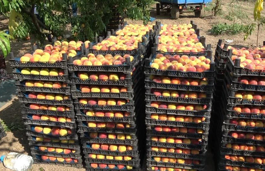 Şeftali’de hasat mevsimi başladı! Kilogram fiyatı belli oldu