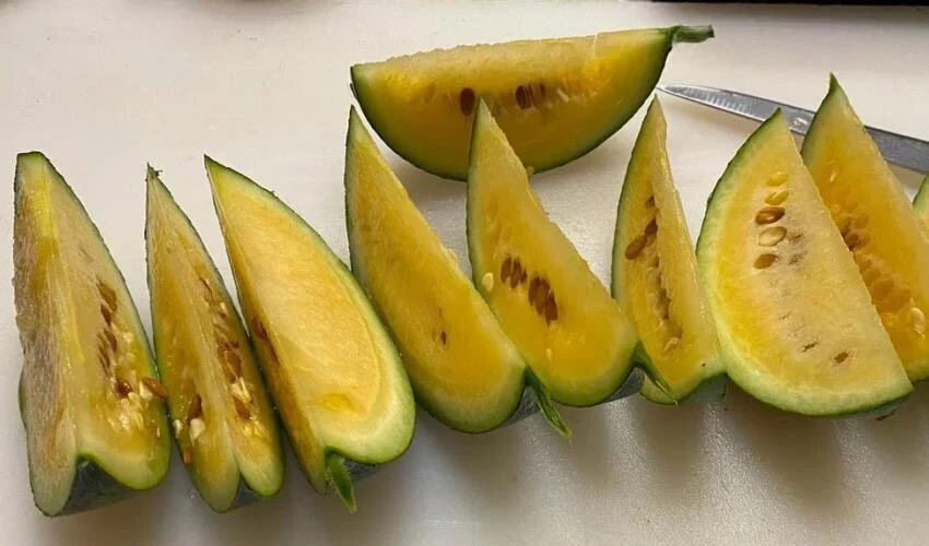 Dünyanın en soğuk noktasında karpuz yetişti!