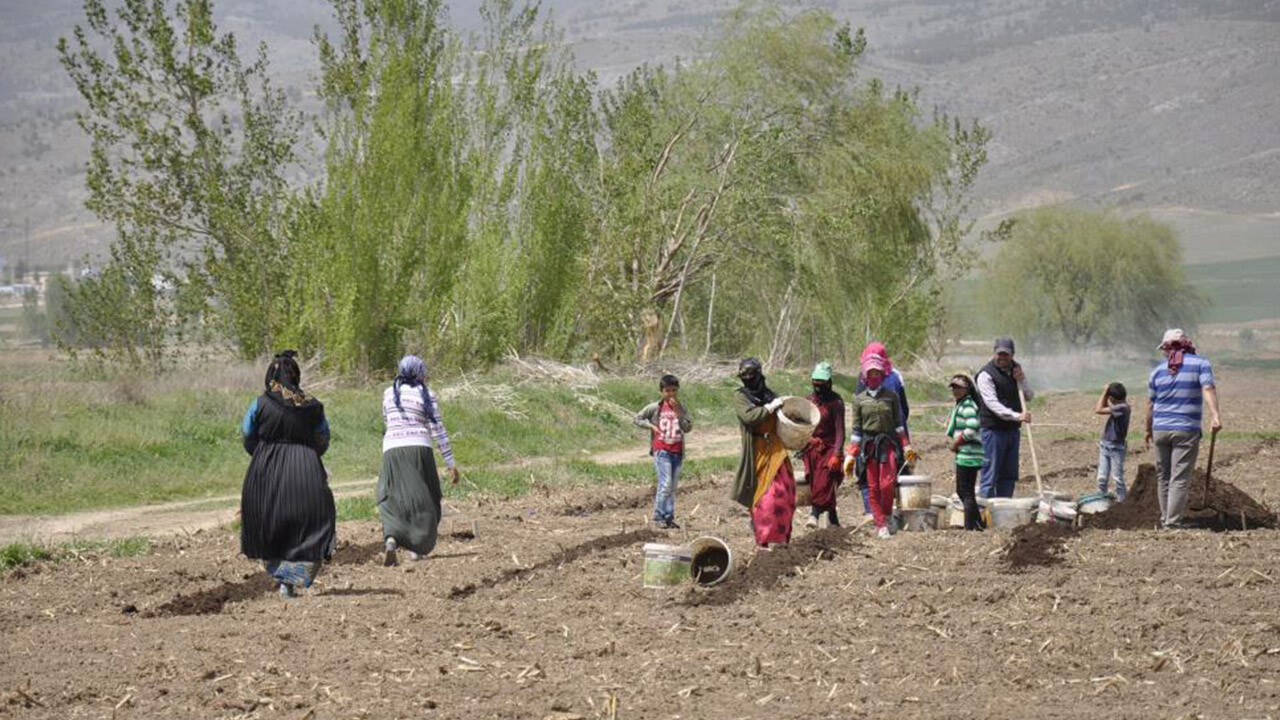 Mevsimlik tarım işçilerinin yevmiyesi belli oldu!