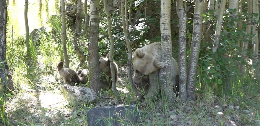 Haber yapmak isterken haber oldu... İHA muhabiri ayı saldırısından saniyelerle kurtuldu