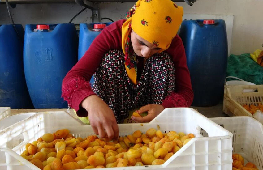 Depreme rağmen Malatya kayısısı tüm zamanların rekorunu kırdı!