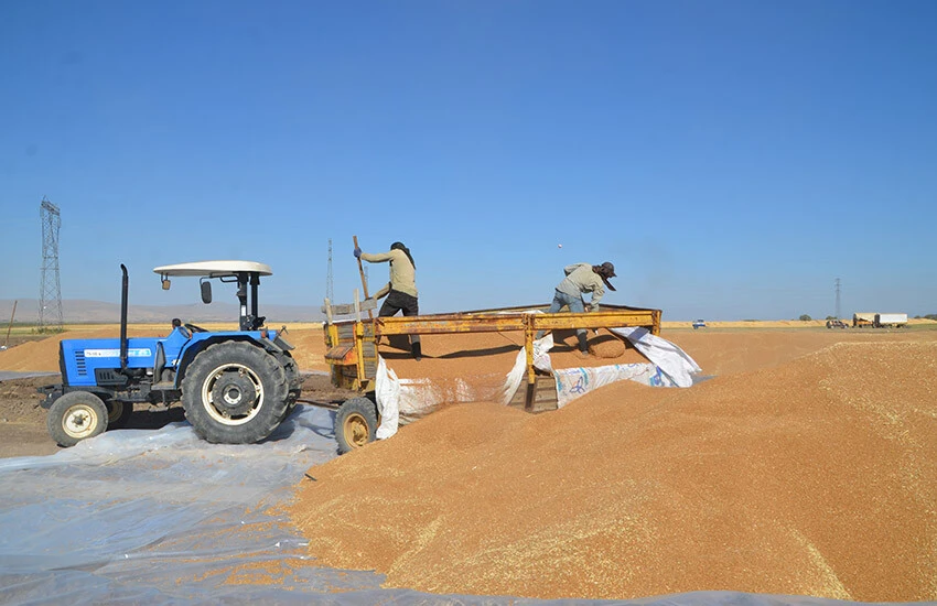Yüksek rekolte çiftçileri sevindirdi: Tonu 8 bin liranın üzerinde satıldı!