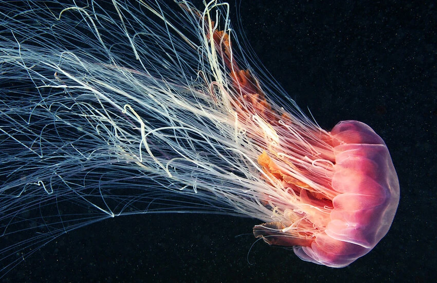 500 milyon yıl öncesine dayanıyor