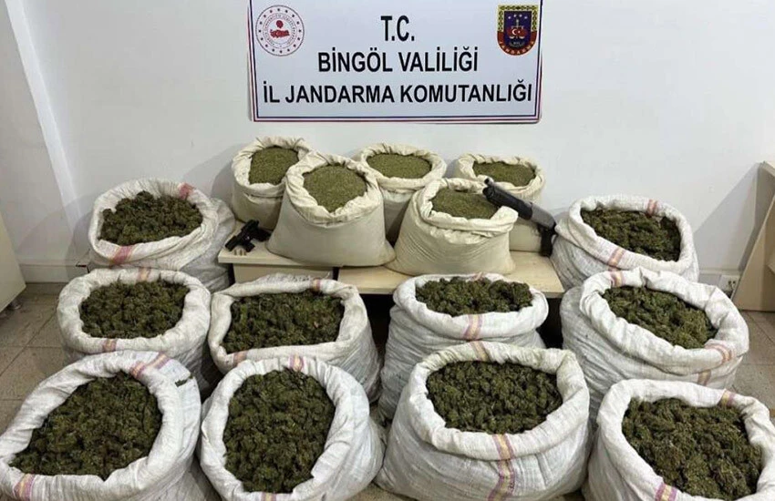 Bingöl'de kenevir bitkisi ele geçirildi.