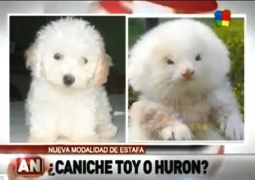 Köpek aldığını düşünüyordu aşı için veterinere gidince hayatının şokunu yaşadı