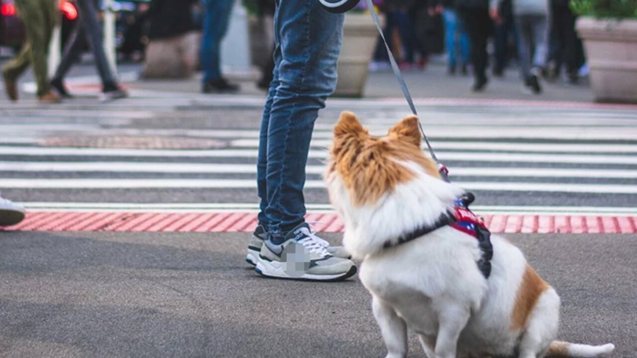 Köpek aldığını düşünüyordu aşı için veterinere gidince hayatının şokunu yaşadı