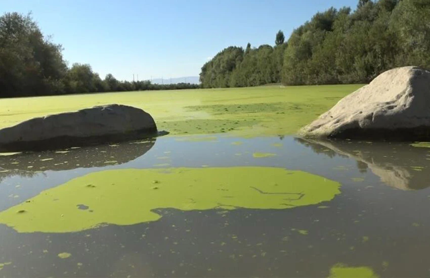 Karasu Nehri'nin yeşile dönmesi tedirgin etti.