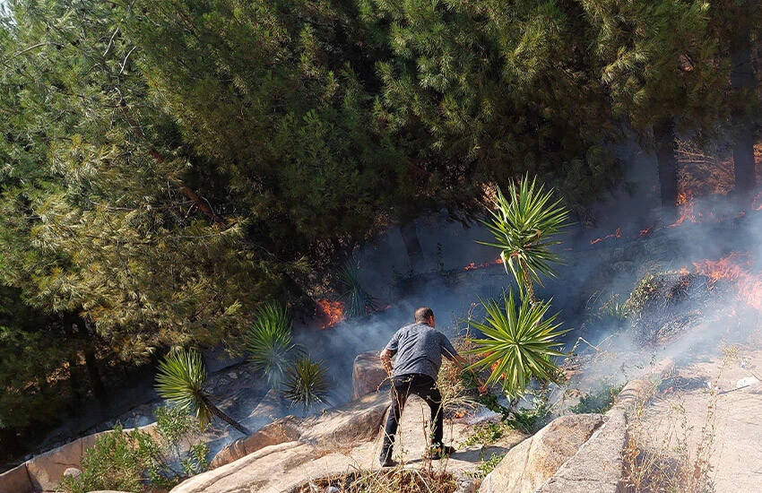 Aydın'da mesirlik alanda çıkan yangında ağaçlar zarar gördü