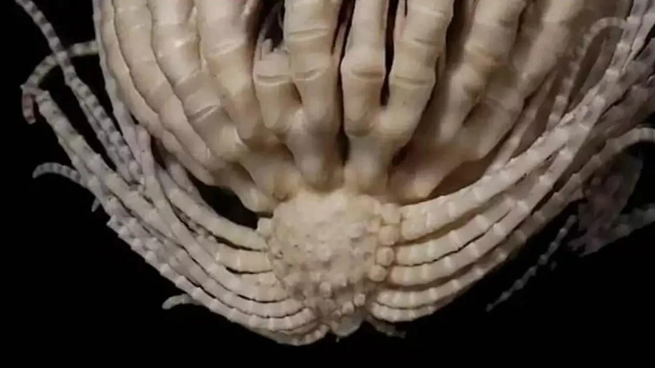 Antarktika'da yeni keşif: Çilek benzeri 20 kollu canlı türü bulundu