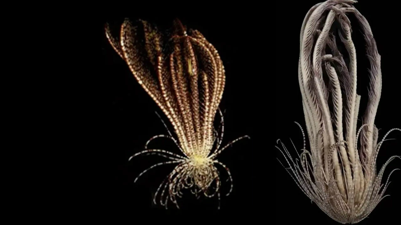 Antarktika'da yeni keşif: Çilek benzeri 20 kollu canlı türü bulundu