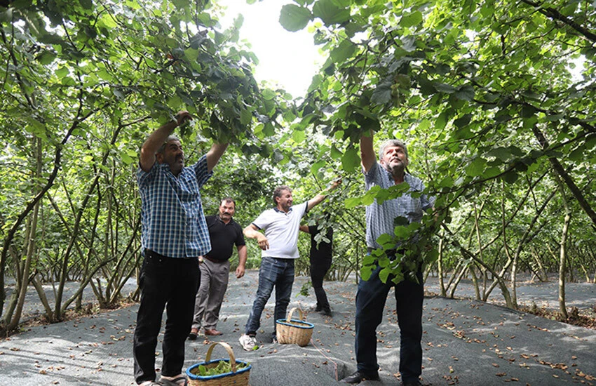 Fındık hasadı başladı, üretici 124 bin 484 ton rekolte bekliyor