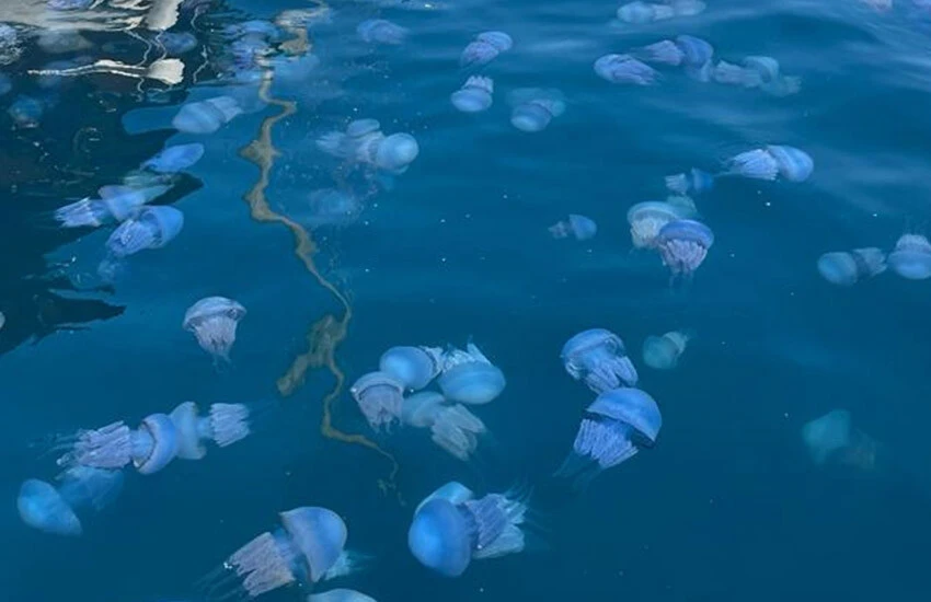 Uzmanlar uyardı! İzmir Körfezini deniz anaları sardı