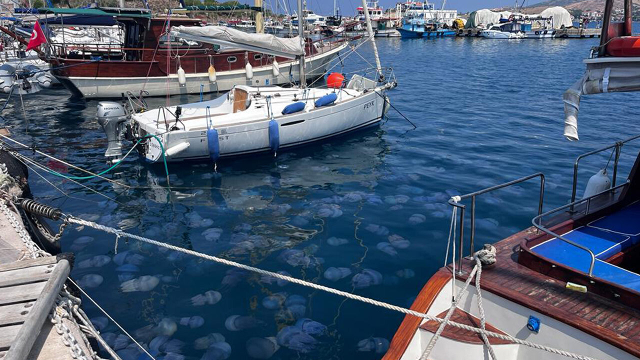 Uzmanlar uyardı! İzmir Körfezini deniz anaları sardı