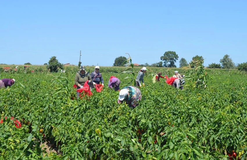Yüzde 70 salça değeri var! Hasadı başlayan kapya biberin fiyatı belli oldu