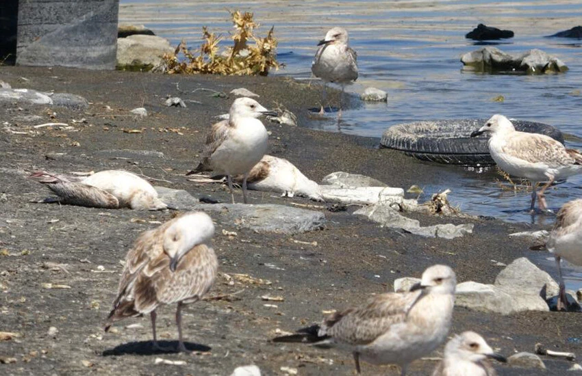 Van Gölü'nde artan martı ölümleri dikkat çekiyor.