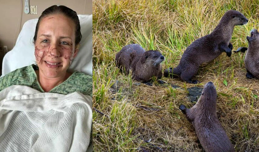 Nehirde beklenmedik hayvan saldırısı! Neye uğradıklarını şaşırdılar