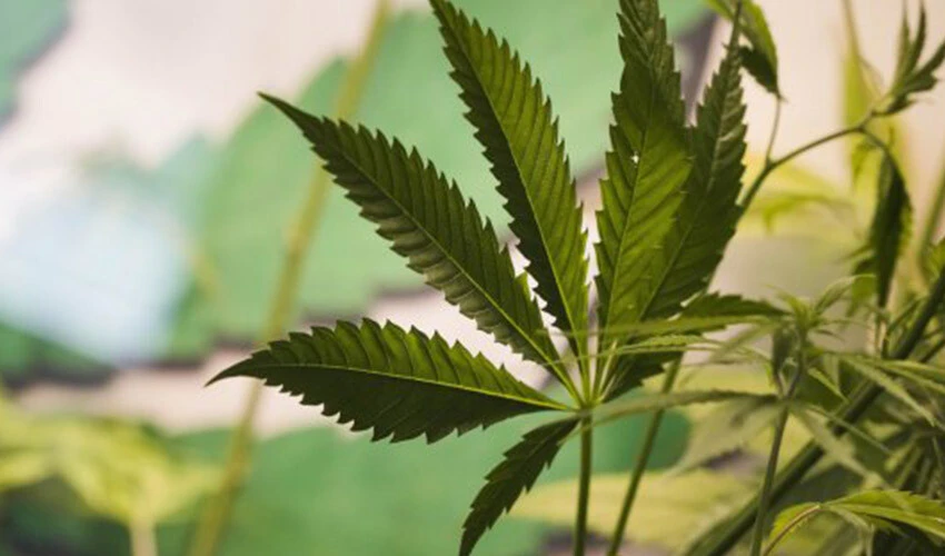 Almanya'dan tartışmalı uyuşturucu kararı! Yasa tasarısı onaylandı, esrarın önü açıldı