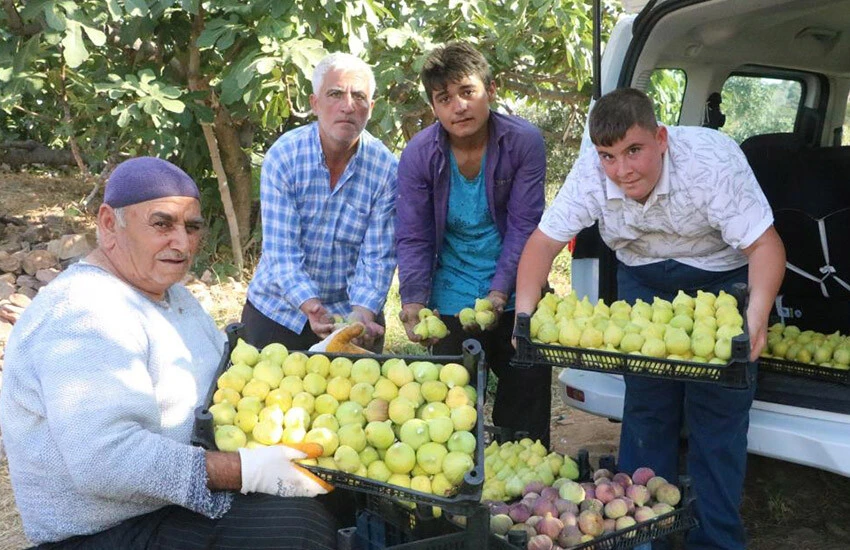Deprem bölgesindeki incir hasadı üreticinin yüzünü güldürdü.