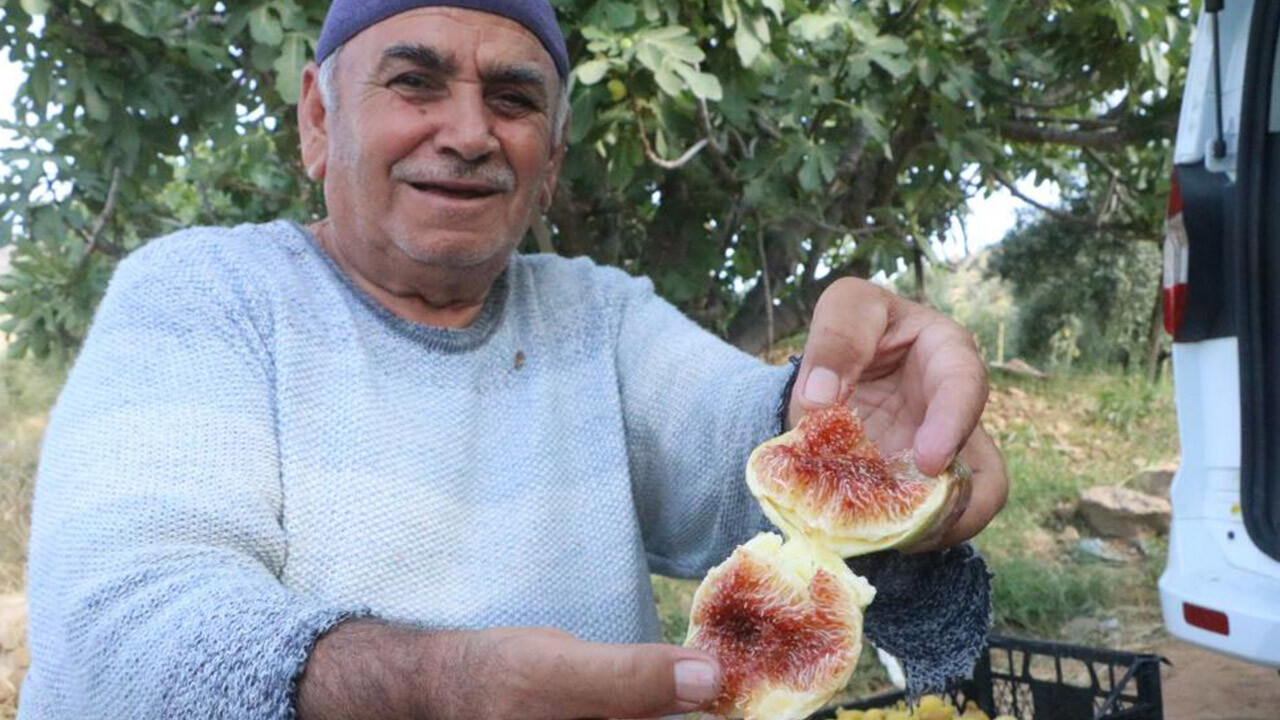 Hasadı başlayan incirin fiyatı belli oldu, çiftçinin yüzü güldü