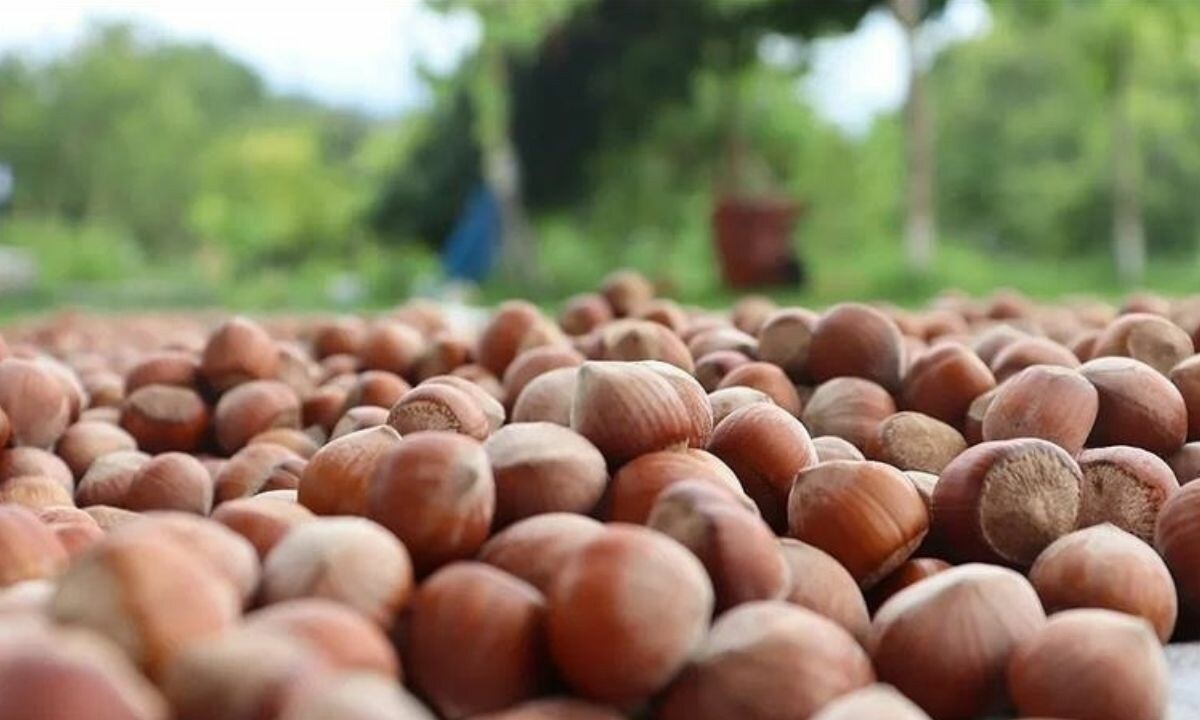 Fındıkta hasat başladı, üreticiye ‘dolandırıcılık&#039; uyarısı geldi!