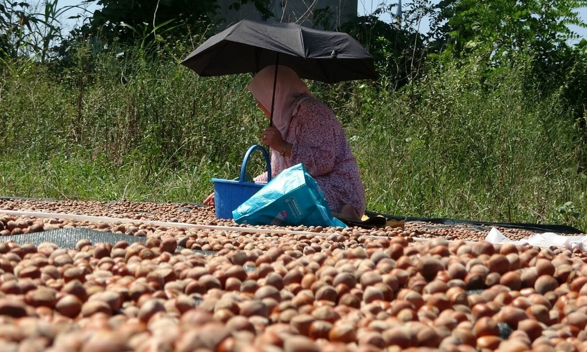 Çiftçinin telaşı başladı! Kavurucu sıcak altında seçiyorlar, sabaha kadar hırsız nöbet tutuyorlar!