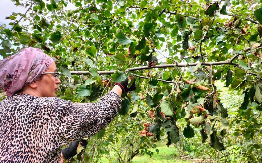 Fındık hasatında çileli mesai! Çiftçi diken üstünde, kene ve yılanlar cirit atıyor