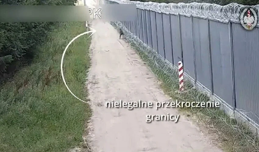 Bazen gruplarla saldırıyorlar bazen tek tek! Polonya'da sınırı böyle geçmeye çalışıyorlar