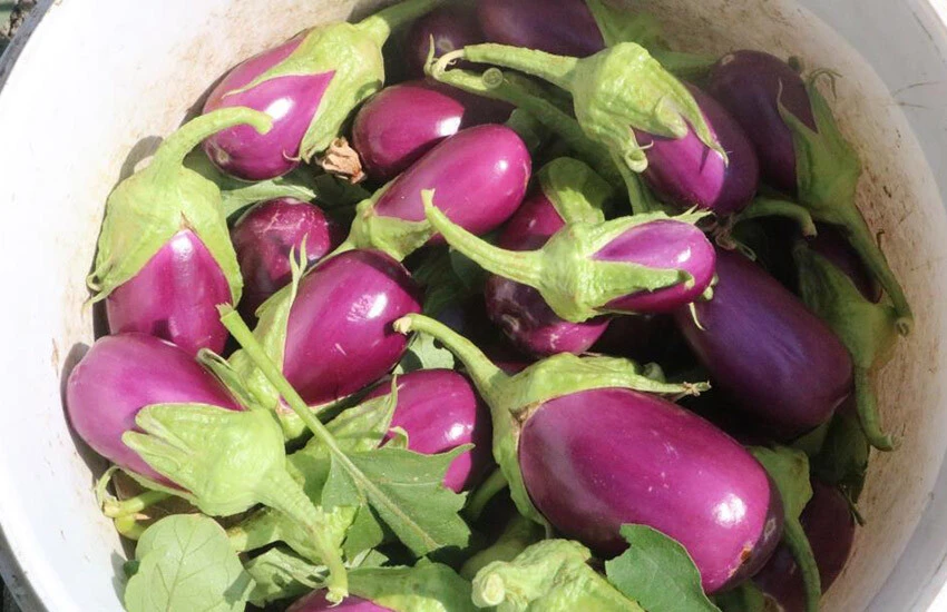 Hasadı başlayan patlıcanın fiyatı üreticiyi tatmin etmedi.