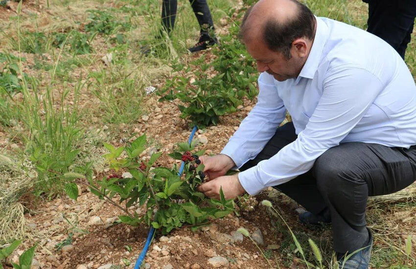 Erzincanlı Fikret Ateş, Bursa'da gördüğü böğürtleni Erzincan'a tşaıdı.