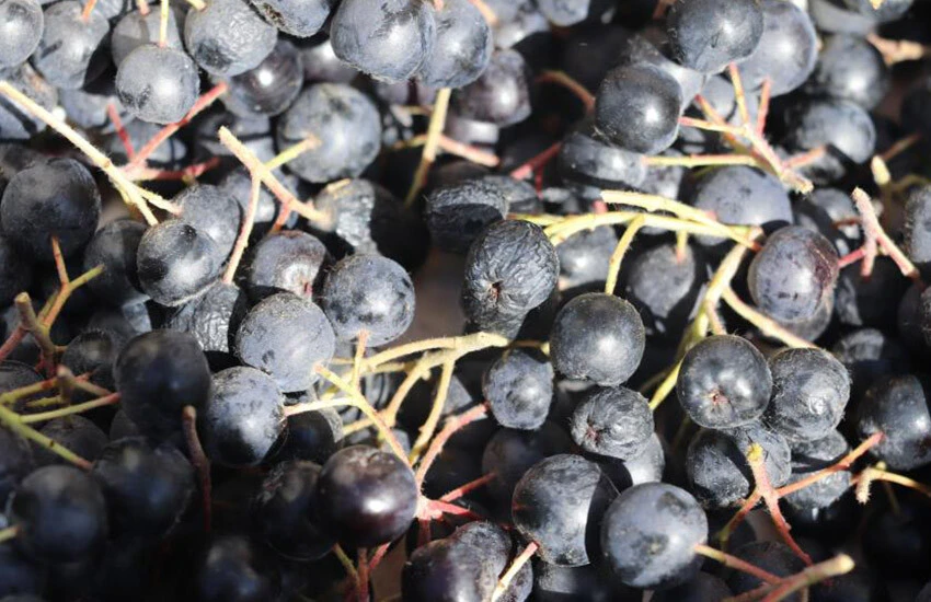 Hasadı başlayan aronyanın faydaları saymakla bitmezken, meyvede tanıtım amaçlı indirim de yapıldı.