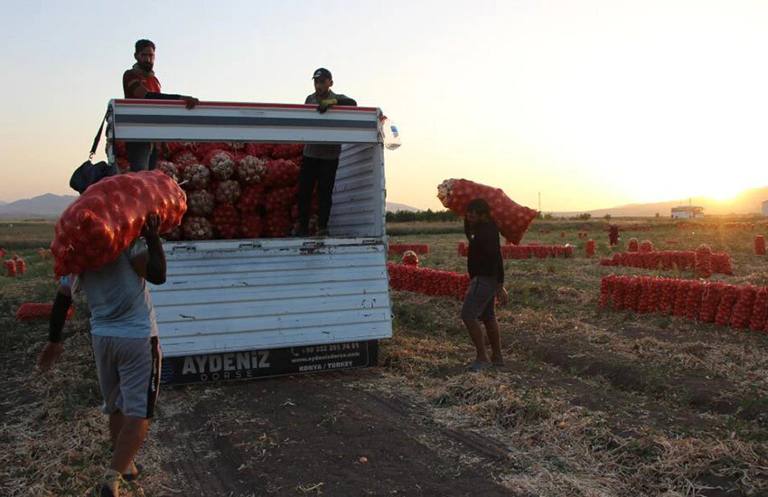 Soğanın verimi bu yıl üreticisini sevindirdi.
