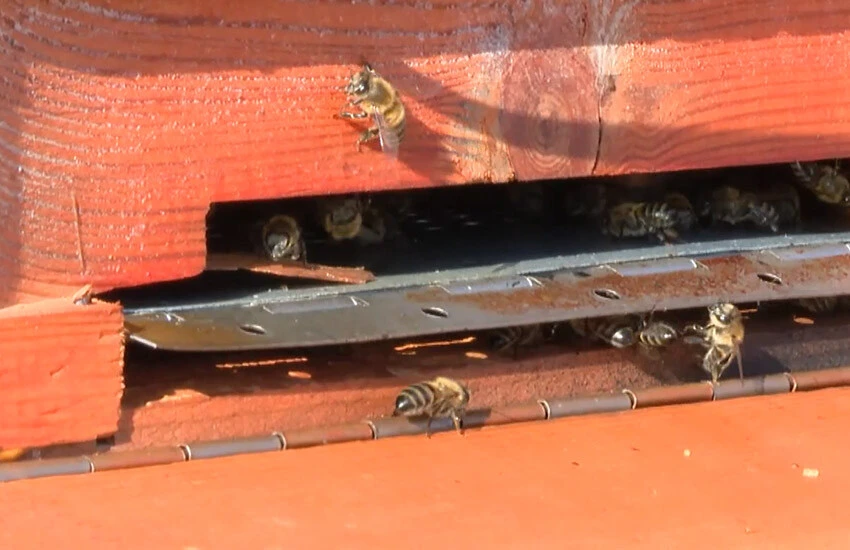 Prolin seviyesi 846’ya çıktı! Girişimci kadınların hasat verimi 3 kat arttı