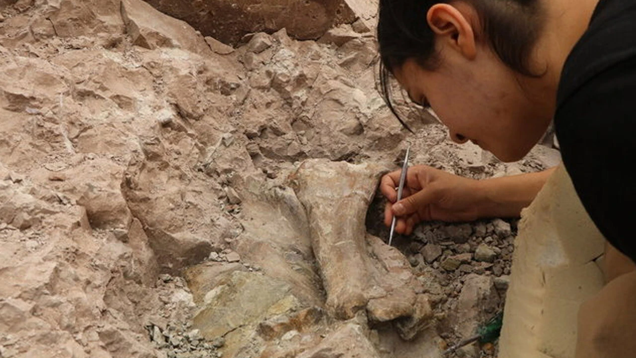Çankırı'da 8,5 milyon yıllık fosiller tarihe ışık tutuyor