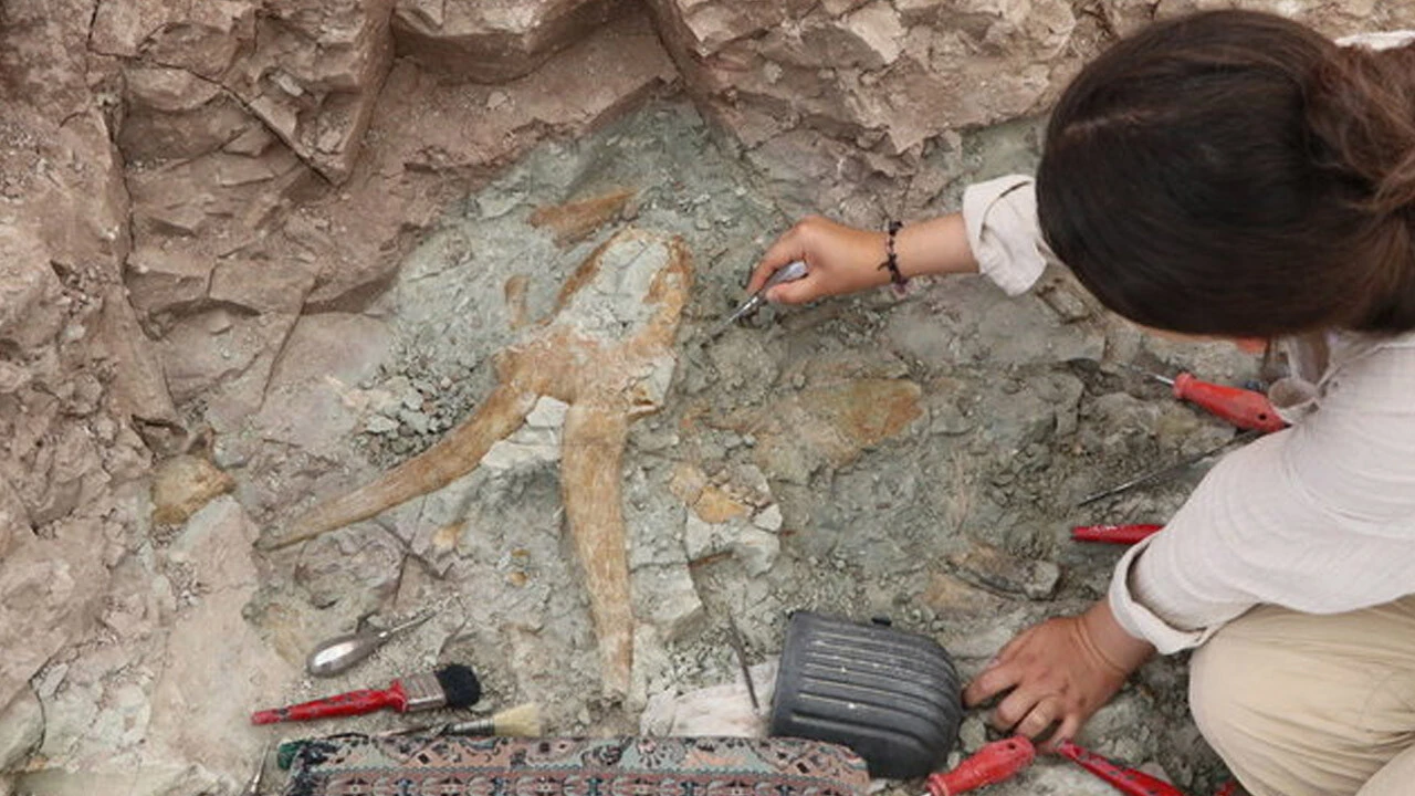 Çankırı'da 8,5 milyon yıllık fosiller tarihe ışık tutuyor