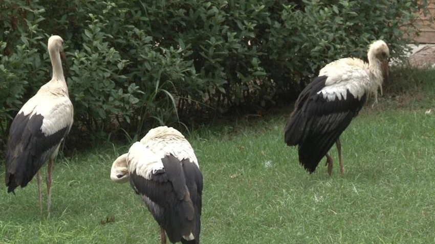 Akın akın geliyorlar! Bir şehir leylekler için ayağa kalktı