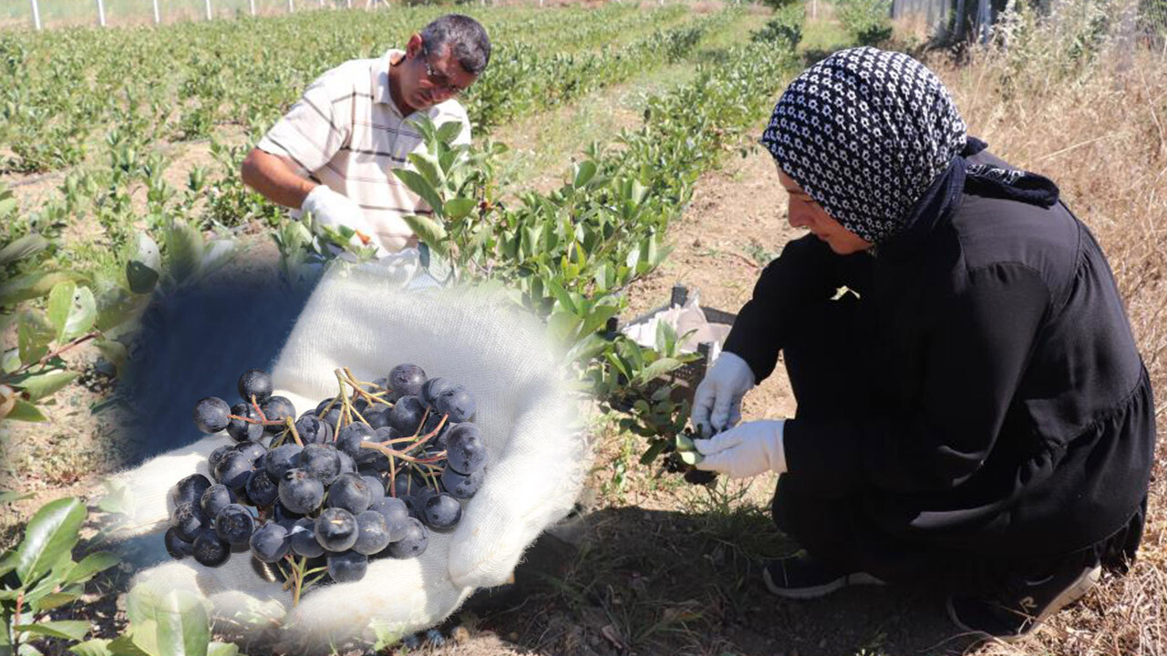 Faydası saymakla bitmiyor! Hasadı başlayan aronyanın fiyatı belli oldu