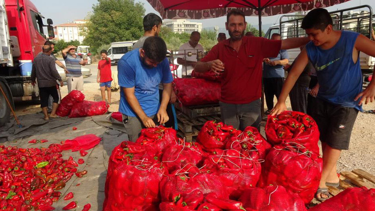 Pazara akın ettiler! Meşakkatli salça yolculuğu başlayan biberin fiyatı belli oldu 