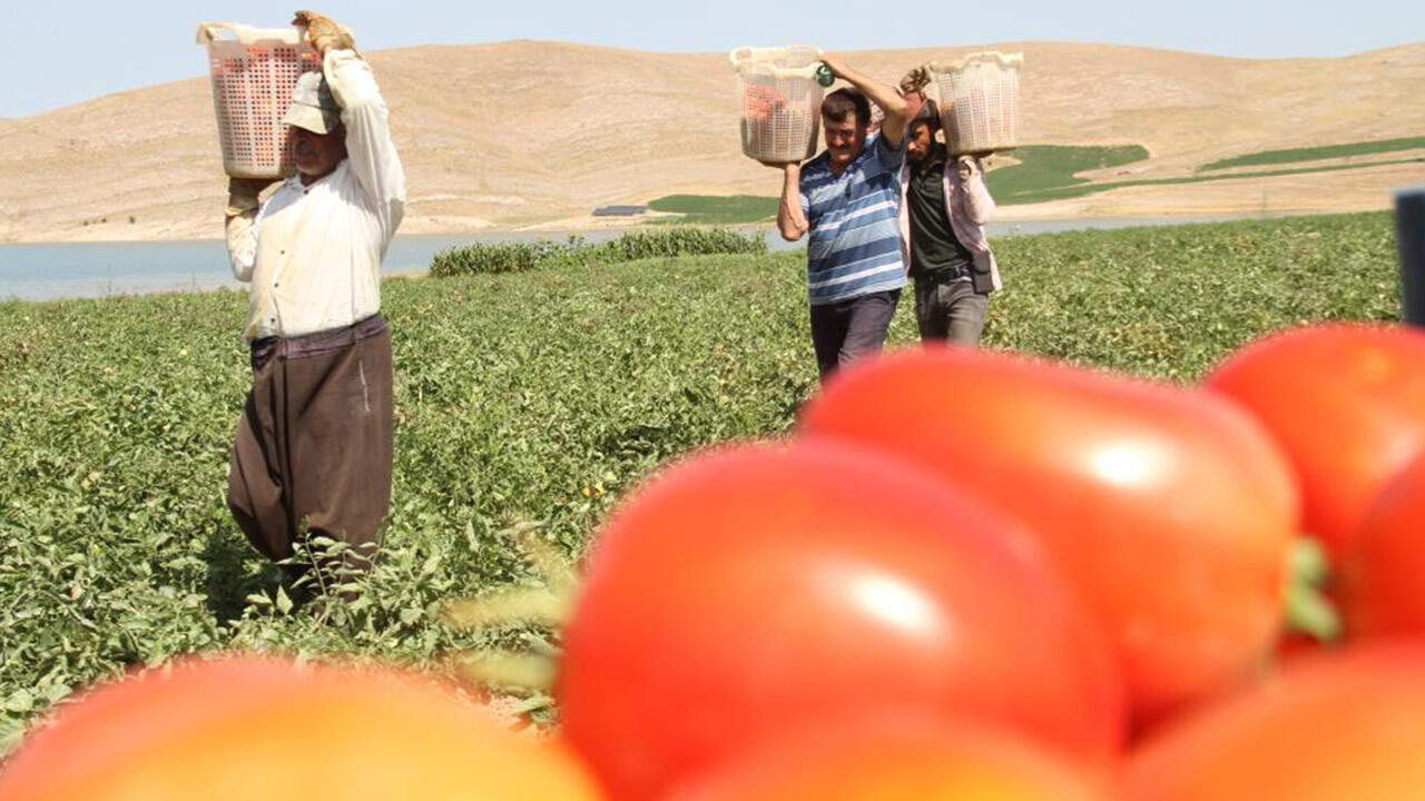 Üreticiden &#039;aracı&#039; isyanı: Markette 30 liraya alacağınıza tarladan 4 liraya alın