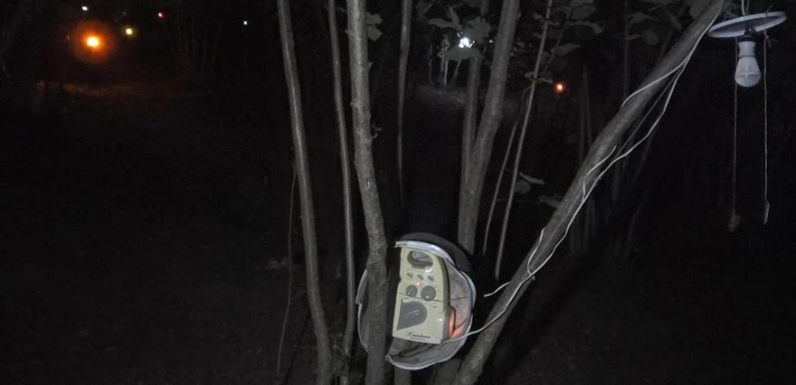 Karadenizli zekasını konuşturdu, gelir kapısını kurtardı! Bulduğu yöntemle domuz sürüsü anında kaçıyor