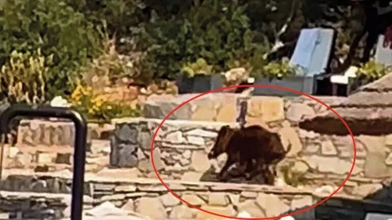 Domuzla karşılaşan Özlem Yıldız, korku dolu anları anlattı! İçim çekildi...