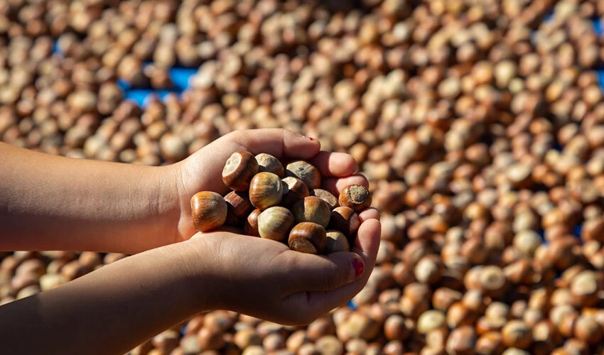 Boris Volfman: Türk tarımı ihracatta rekora koşuyor