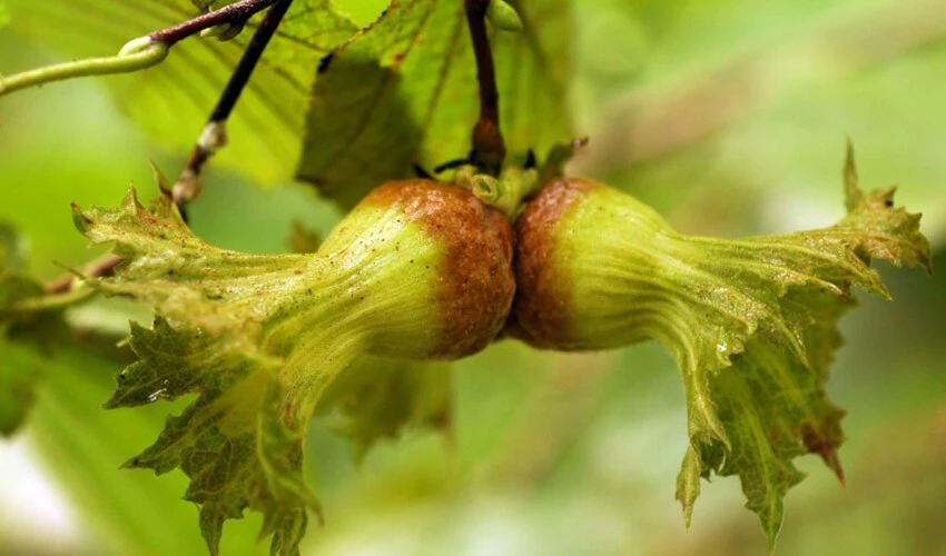 Boris Volfman: Türk tarımı ihracatta rekora koşuyor