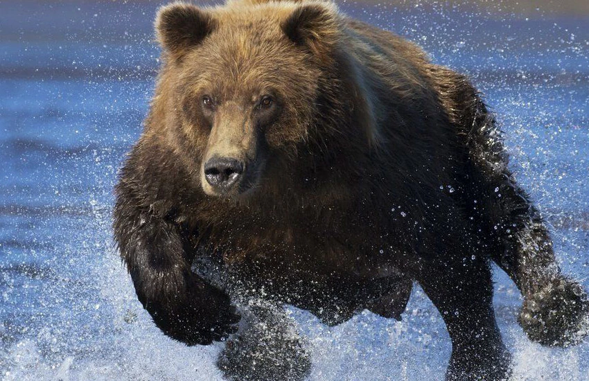 Dünya bu olayı konuşuyor! Çocuk ayıya yumruk attı, babasını ölümden kurtardı 